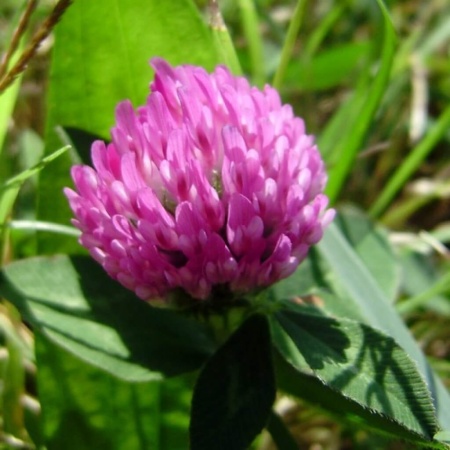 Семена клевера красного 0,1 кг Семена клевера красного 0,1 кг