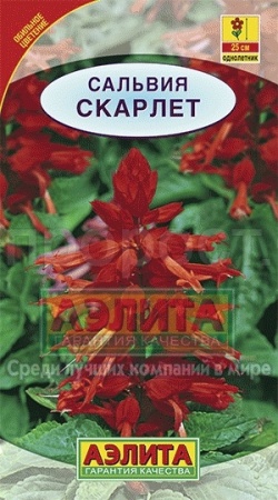 Сальвия сверкающая Скарлет 