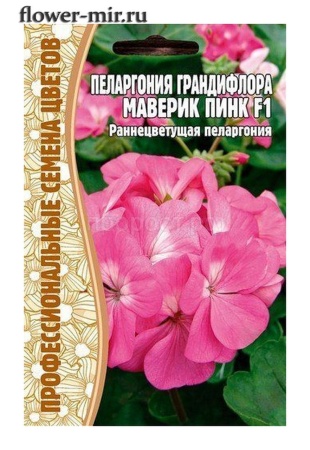 Пеларгония грандифлора Маверик Пинк F1 3шт