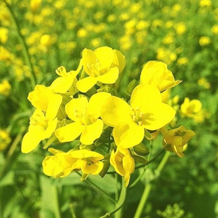 Семена горчицы белой 30г