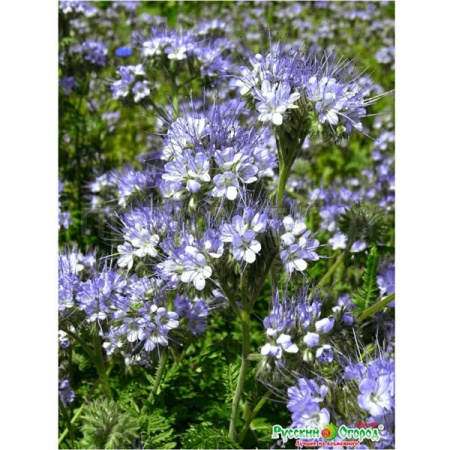 Семена фацелии 30г