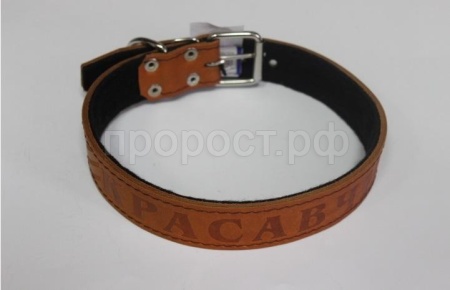Ошейник кожа 35мм 1слойный прямой с надписью 60-65см/110004 Ошейник кожа 35мм 1слойный прямой с надписью 60-65см/110004