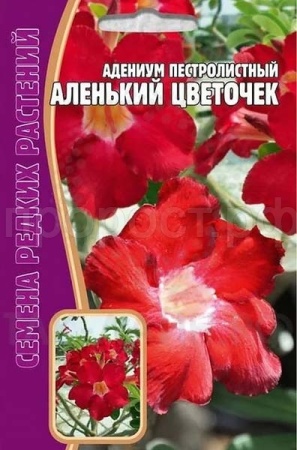 Адениум Аленький Цветочек 3 шт
