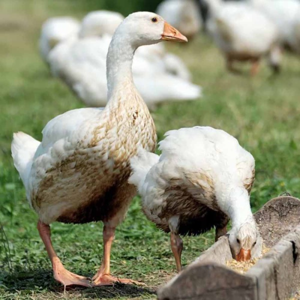 Ракушка ДОБРОЖИЛ 30 кг Ракушка ДОБРОЖИЛ 30 кг