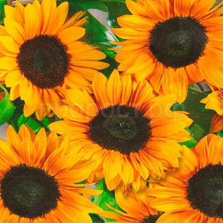 Подсолнечник декоративный Везувий F1 5шт