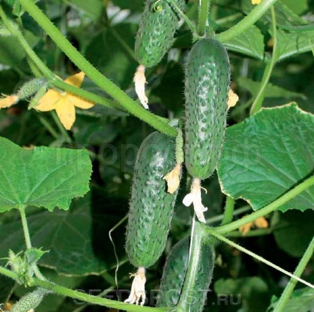 Огурец СВ 4097 ЦВ F1 1000 шт Огурец СВ 4097 ЦВ F1 1000 шт
